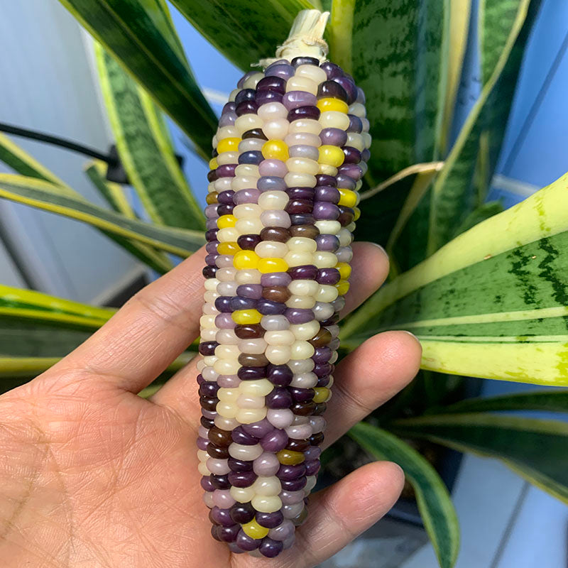 Natural Mini Corn Bodhi Mini Corn Ornament Corn Car Hanging Feng Shui Decoration Figurine