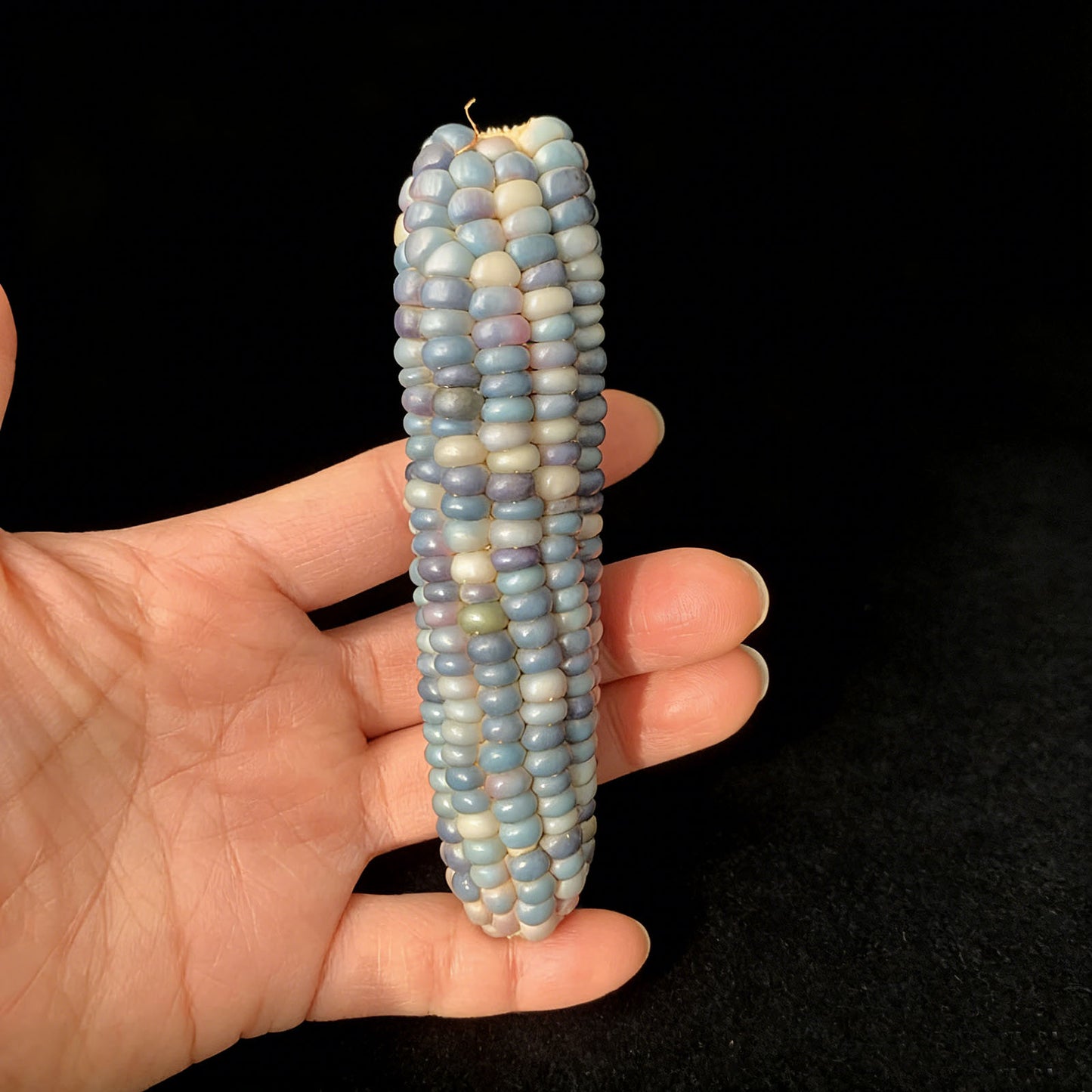 Corn Toy Corn DIY Accessories Holiday Gift Stress Relief Toy