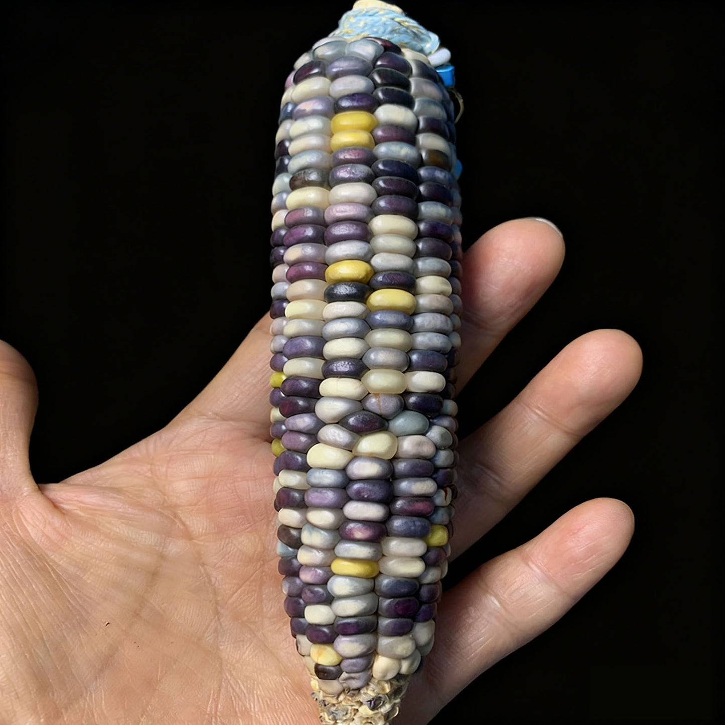 Natural Mini Corn Bodhi Mini Corn Ornament Corn Car Hanging Feng Shui Decoration Figurine