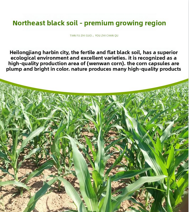 Mini Cultural and Creative Corn Wool Handheld Piece Bodhi Christmas Gift