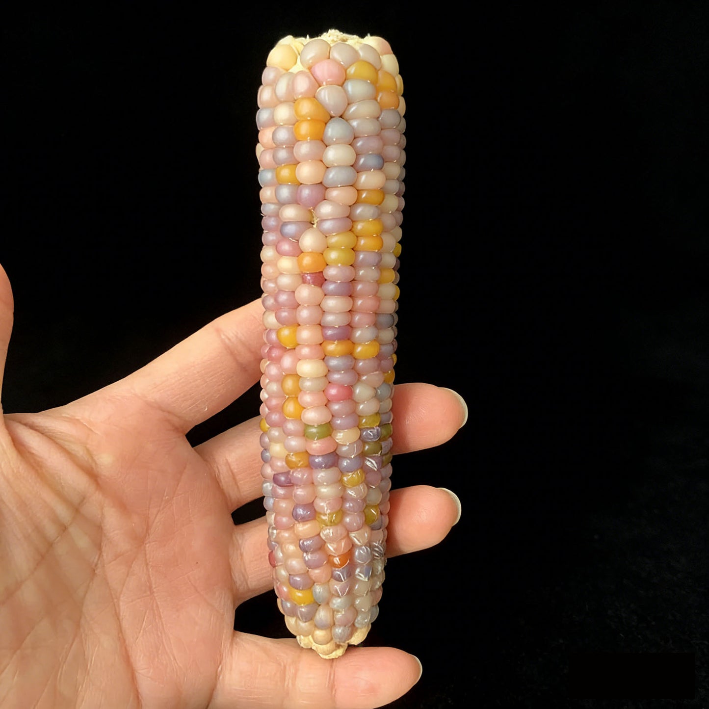 Corn Toy Corn DIY Accessories Holiday Gift Stress Relief Toy