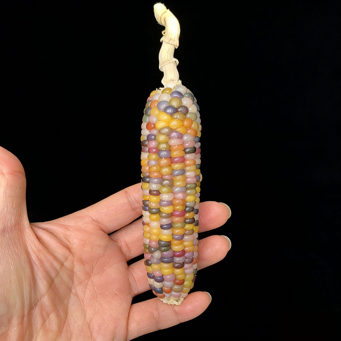 Corn Toy Corn DIY Accessories Holiday Gift Stress Relief Toy