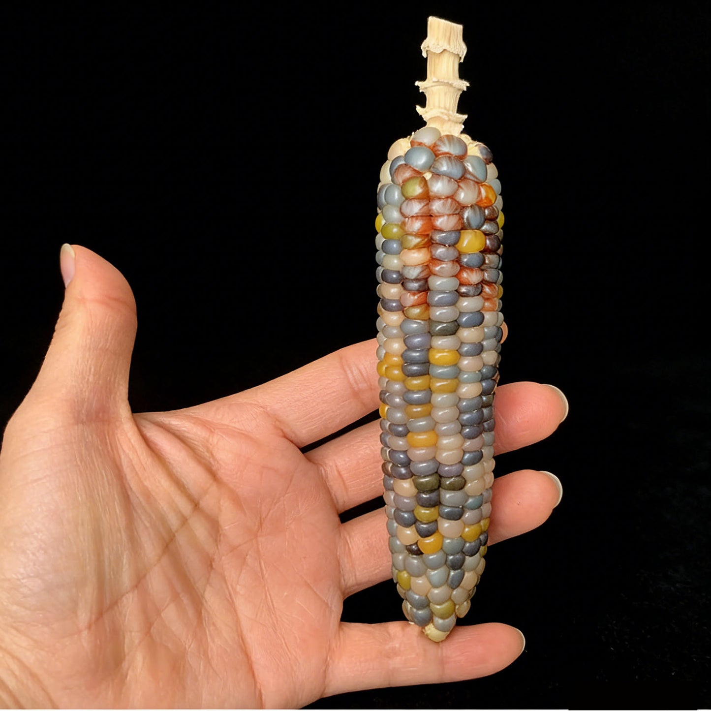 Corn Toy Corn DIY Accessories Holiday Gift Stress Relief Toy