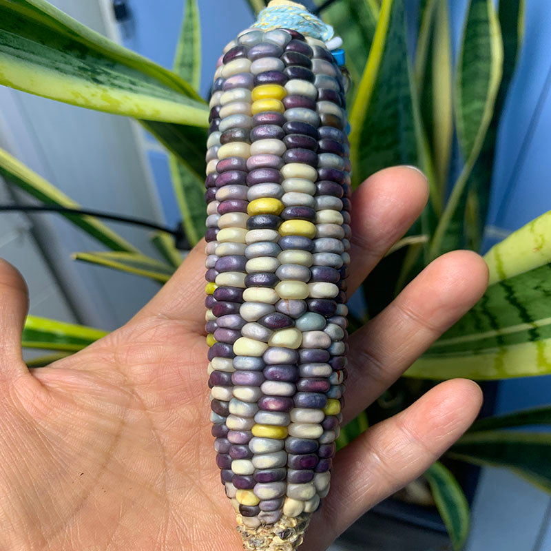 Natural Mini Corn Bodhi Mini Corn Ornament Corn Car Hanging Feng Shui Decoration Figurine