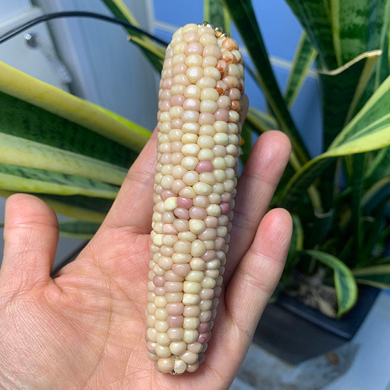 Corn Toy Corn DIY Accessories Holiday Gift Stress Relief Toy