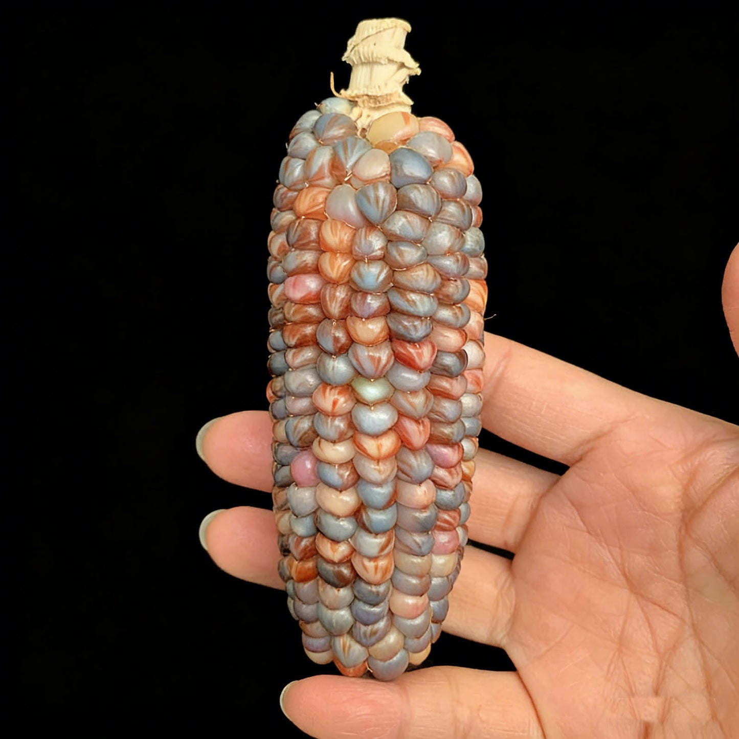 Corn Toy Corn DIY Accessories Holiday Gift Stress Relief Toy