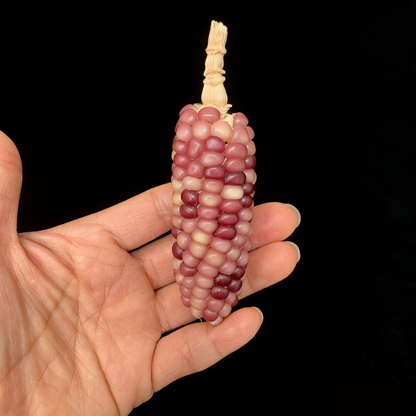 Corn Toy Corn DIY Accessories Holiday Gift Stress Relief Toy