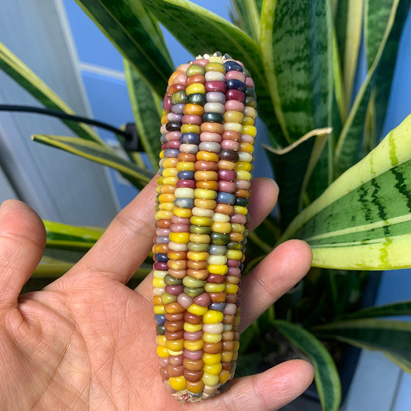 Corn Toy Corn DIY Accessories Holiday Gift Stress Relief Toy