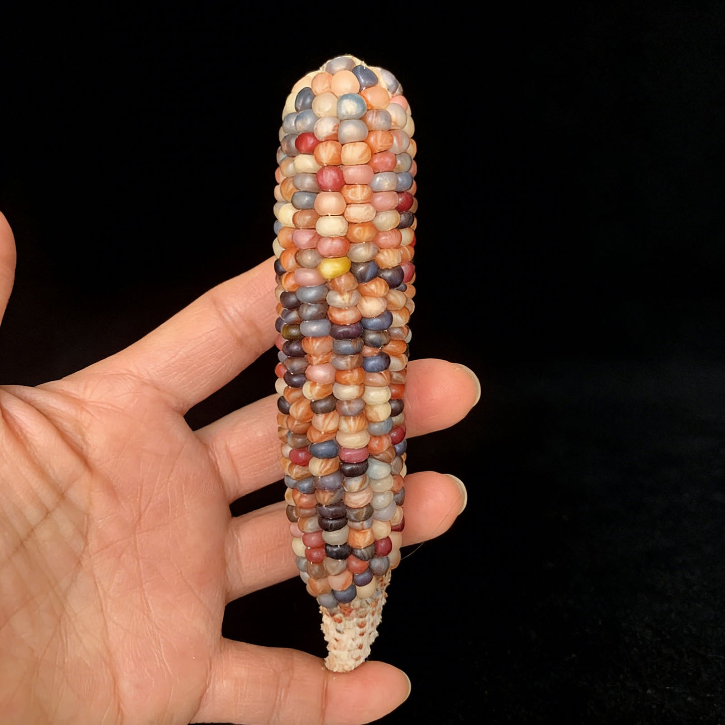 Corn Toy Corn DIY Accessories Holiday Gift Stress Relief Toy