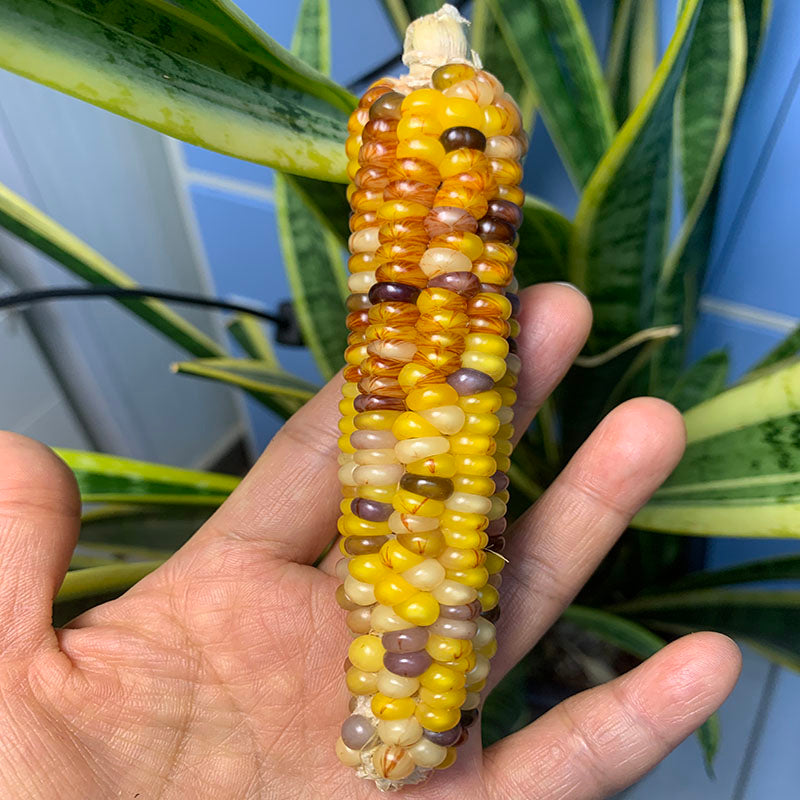 Natural Mini Corn Bodhi Mini Corn Ornament Corn Car Hanging Feng Shui Decoration Figurine